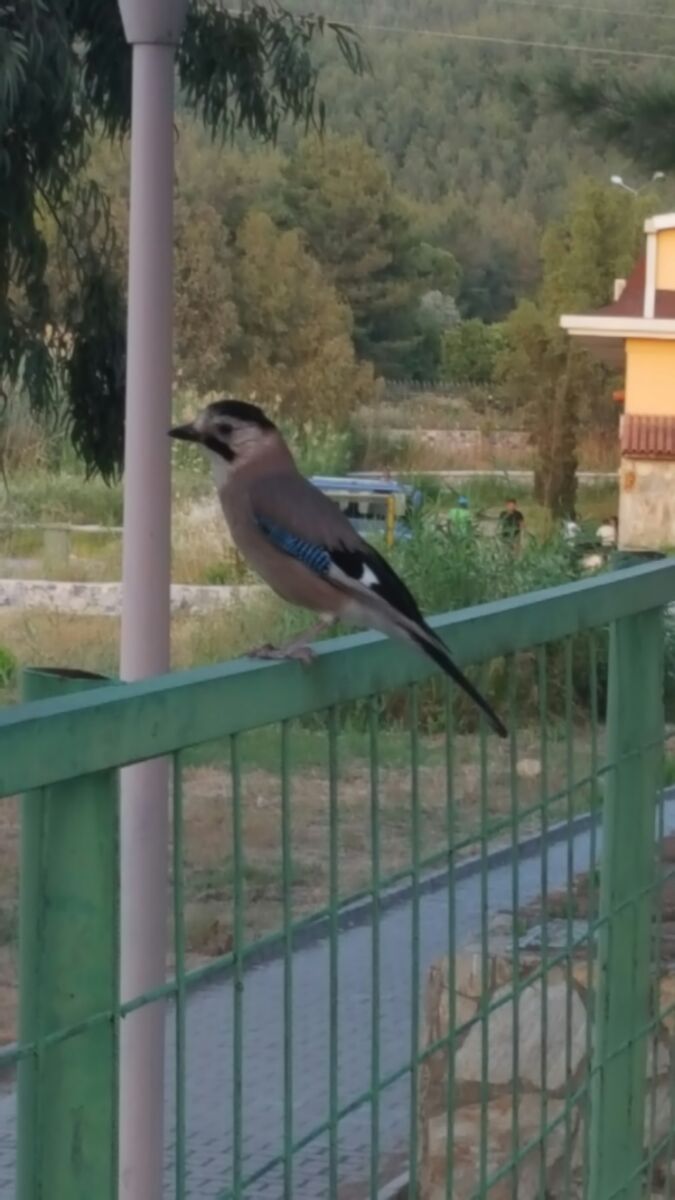 Wat is dit voor Vogel